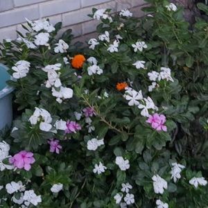 Meet your Posher, Pratibha